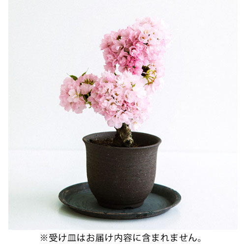 感謝の気持ちを満開に! お母さんのために咲く「桜」