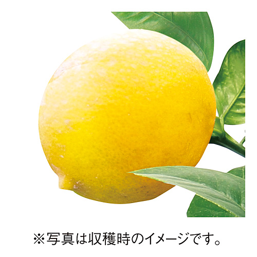 実も葉も香る　レモン「サイパンレモン」