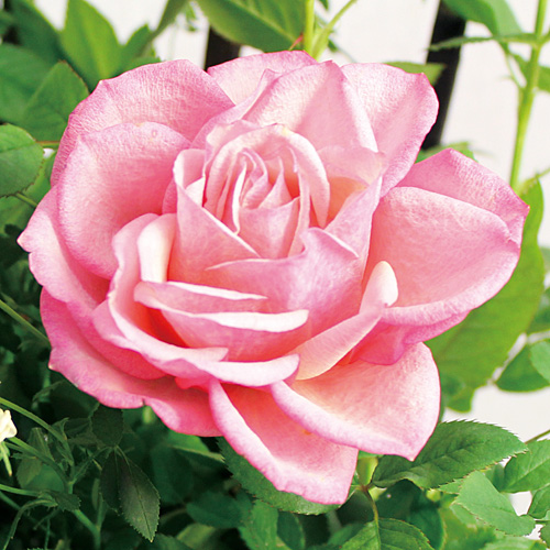 寄せ植え　「タマラ」×世界で一番小さいバラ「ミニチュアローズ」