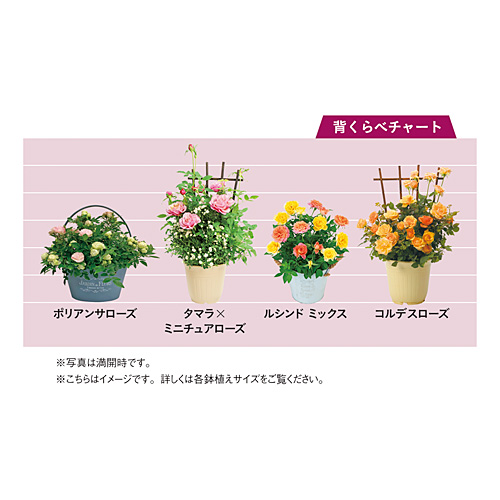 ミニバラの2色の寄せ植え「ポリアンサローズ」