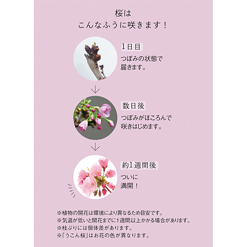 お母さんのために咲く　「富士しだれ桜」