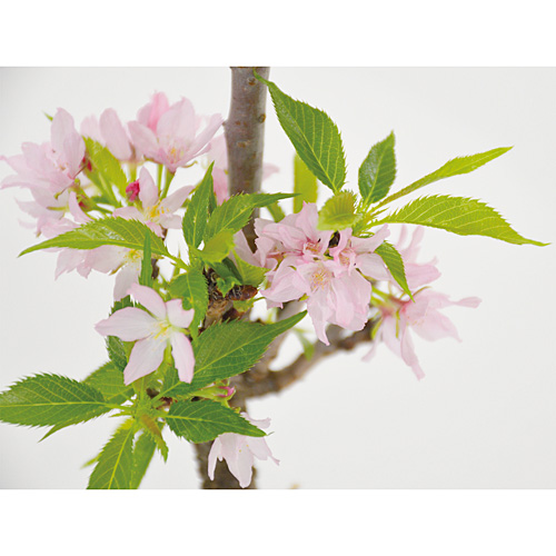 お母さんのために咲く「苔玉桜」