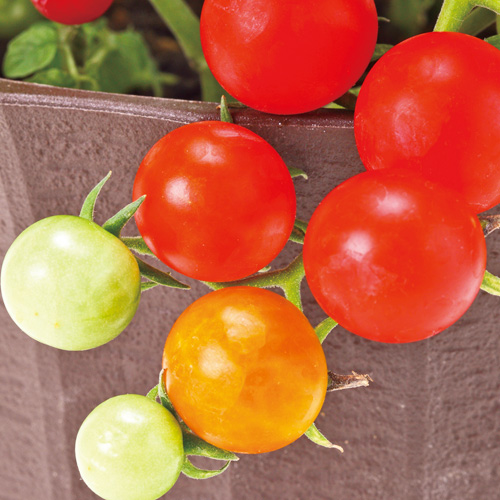 家庭菜園初心者でもOK　3種のミニトマト畑